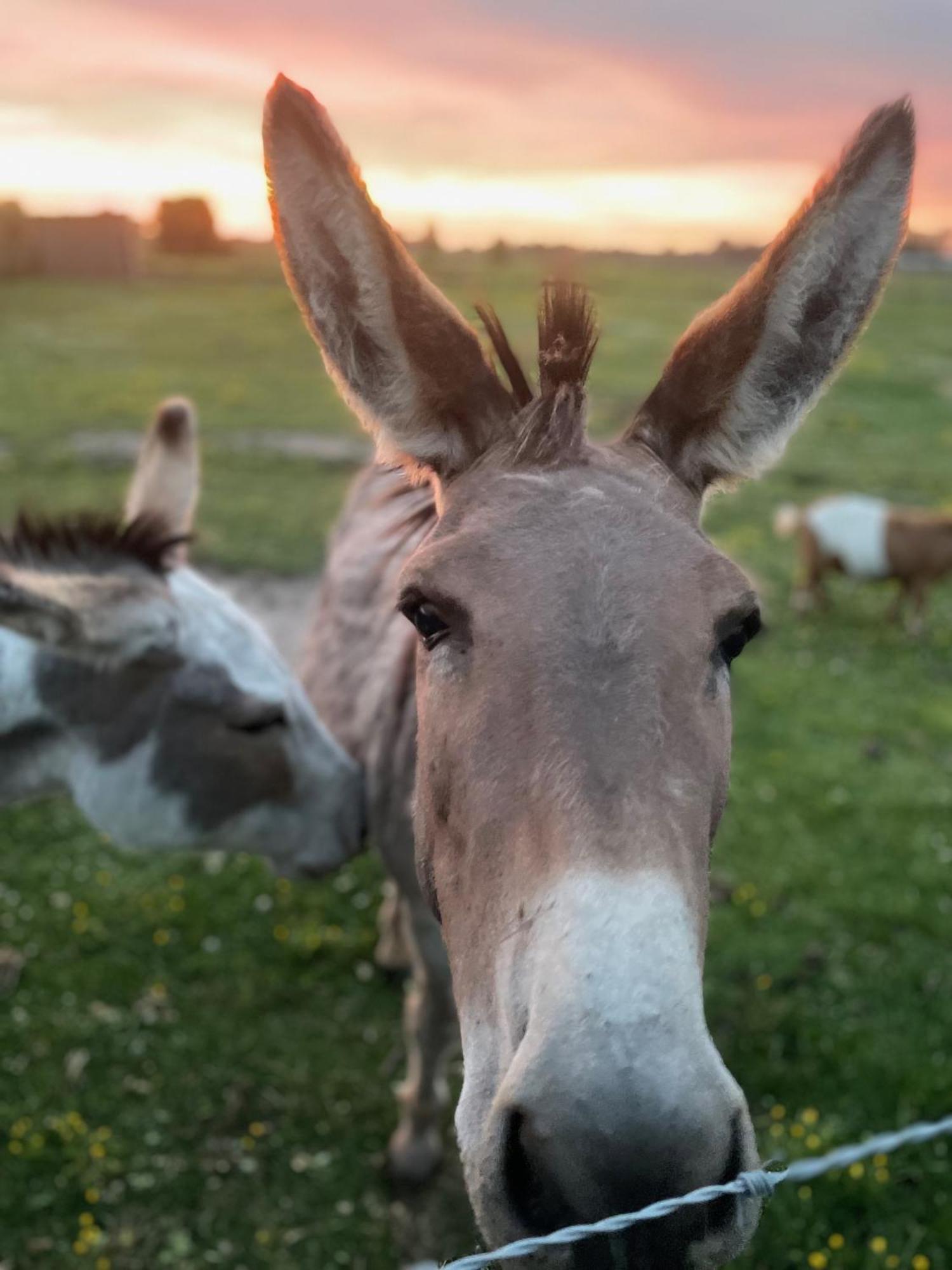 Bed and Breakfast De Wabisabiboerderij Oedelem Экстерьер фото